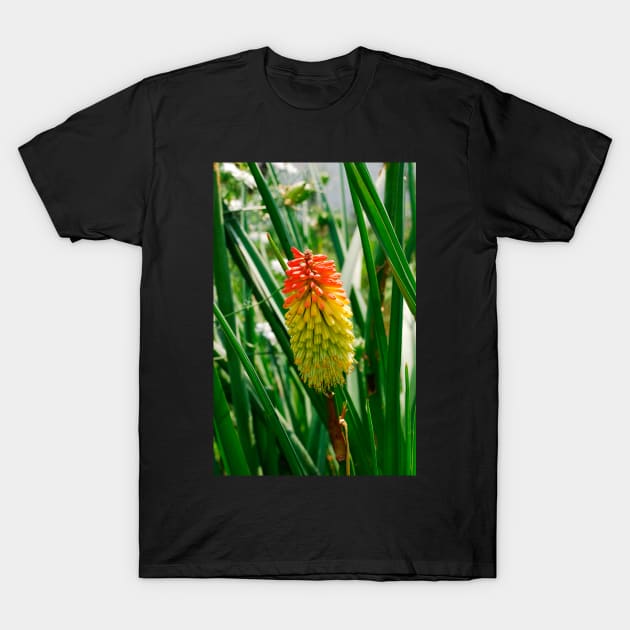 Red Hot Poker Flower T-Shirt by jojobob